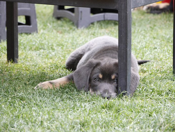 chinook dog